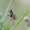 Cryptinae inconnu